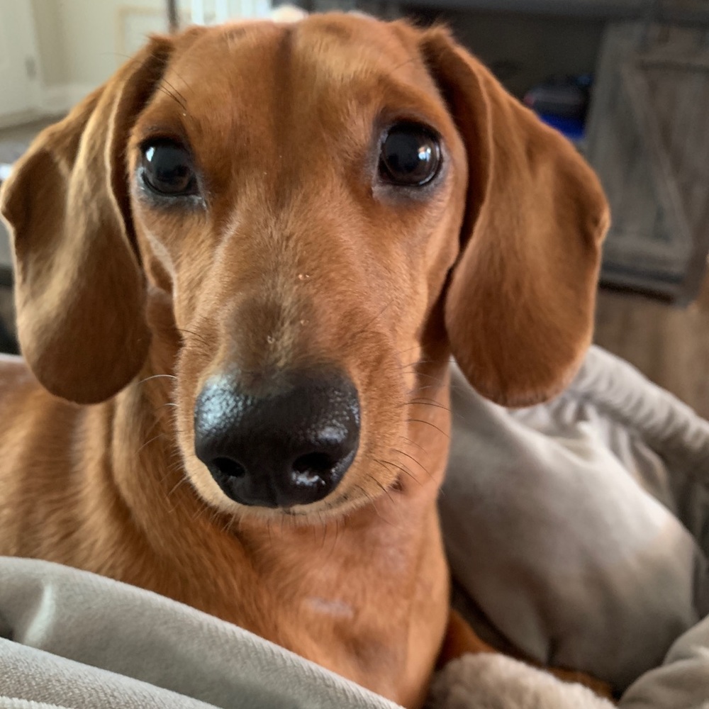 Meet your Posher, Shelby